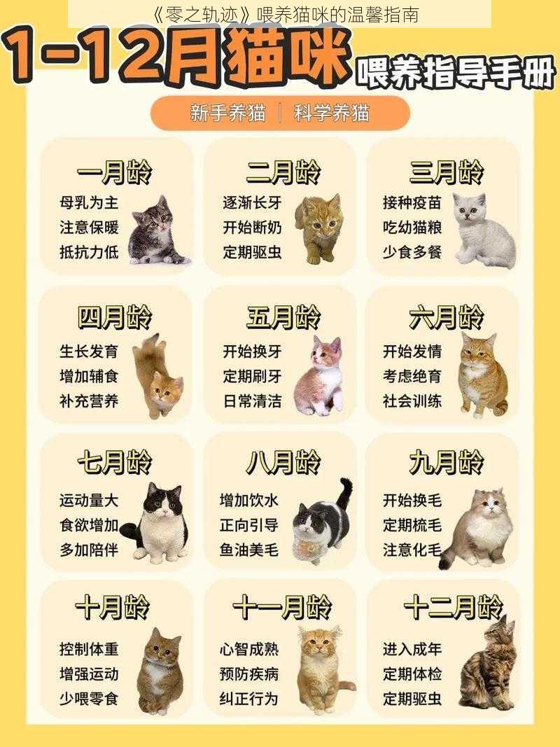 《零之轨迹》喂养猫咪的温馨指南